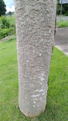 Albizia niopoides