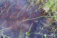 Equisetum fluviatile