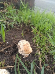 Basidiomycota