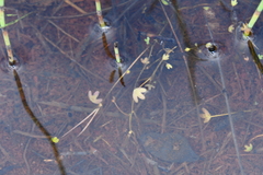 Ranunculus hyperboreus