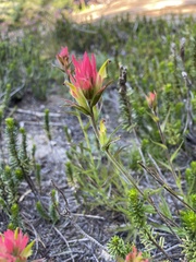 Castilleja peirsonii