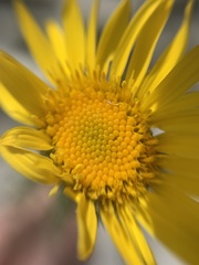 Grindelia inuloides