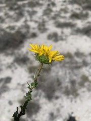 Grindelia inuloides