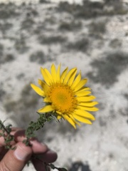 Grindelia inuloides