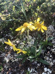 Arnica griscomii