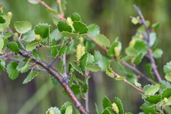 Betula nana