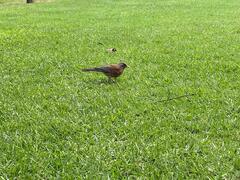 Turdus rufopalliatus