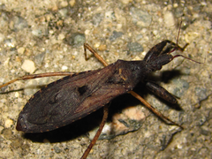 Oncocephalus breviscutum