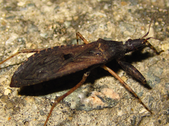 Oncocephalus breviscutum