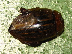 Hydaticus grammicus
