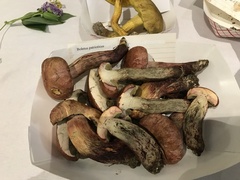 Boletus patrioticus