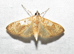 Palpita freemanalis
