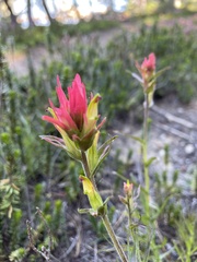 Castilleja peirsonii