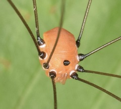 Leiobunum aldrichi