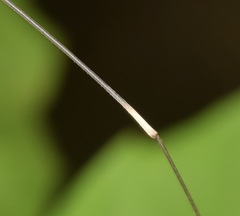 Leiobunum aldrichi