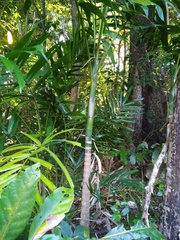 Archontophoenix alexandrae