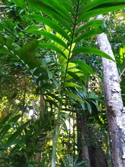 Archontophoenix alexandrae