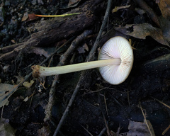 Pluteus velutinus