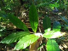 Cryptocarya hypospodia