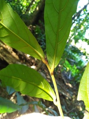 Cryptocarya hypospodia