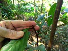 Cryptocarya hypospodia