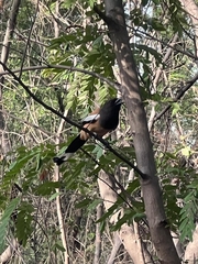 Dendrocitta vagabunda