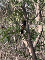 Dendrocitta vagabunda