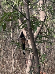 Dendrocitta vagabunda
