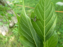 Furia ithacensis