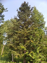 Picea jezoensis