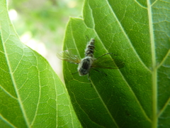 Furia ithacensis