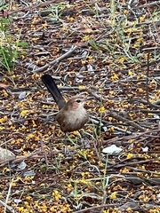 Copsychus fulicatus
