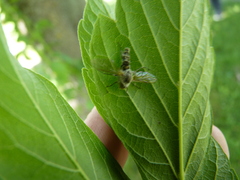 Furia ithacensis