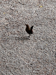 Copsychus fulicatus
