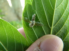Furia ithacensis