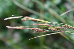 Carex nigra juncea