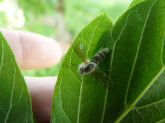 Furia ithacensis