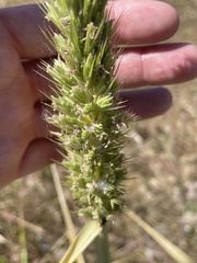 Leymus racemosus