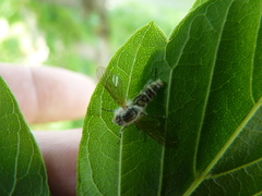 Furia ithacensis