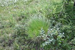 Carex nigra juncea