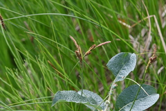 Carex nigra juncea