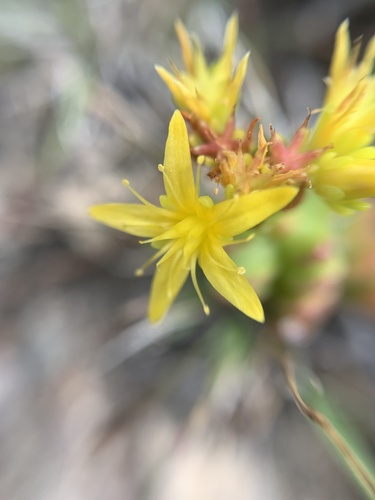 Sedum oaxacanum, photograph 1