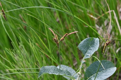 Carex nigra juncea
