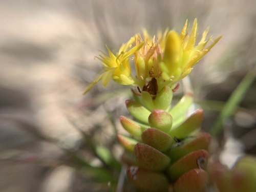 Sedum oaxacanum, photograph 2