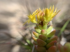 Sedum oaxacanum