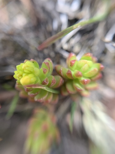 Sedum oaxacanum, photograph 3