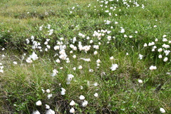 Eriophorum chamissonis