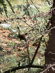 Copsychus fulicatus
