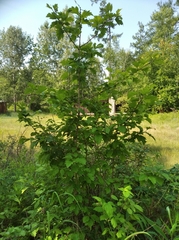 Crataegus chlorosarca