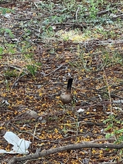Copsychus fulicatus